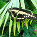 King Swallowtail by larrysphotos