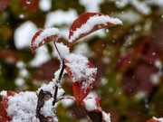 23rd Nov 2019 - Leaves and snow
