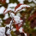 Leaves and snow by amyk