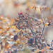 Fall Rose Hips by gardencat
