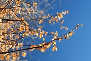 23rd Nov 2019 - Sunlit leaves