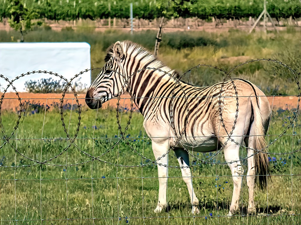 Zebra behind the fence by ludwigsdiana