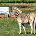 Zebra behind the fence by ludwigsdiana