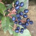 Berries by hannahbeth