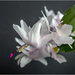 White Christmas Cactus by pcoulson