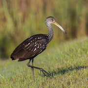 24th Nov 2019 - Here is a Limpkin