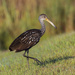 Here is a Limpkin by photographycrazy