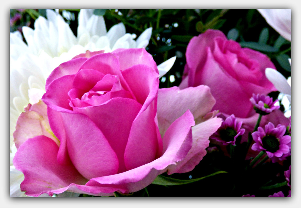 Pink Roses  by beryl