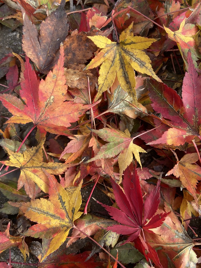 Japanese maple leaves by rontu
