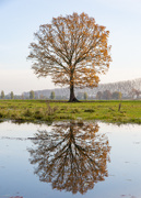 24th Nov 2019 - A tree and its reflection