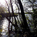 20th Nov trees pond  by valpetersen