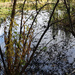 23rd Nov water branches  by valpetersen