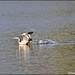 RK3_6045  Great crested grebe by rosiekind
