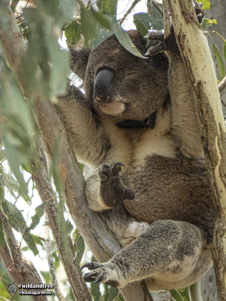 footloose by koalagardens