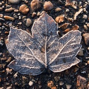 9th Jan 2011 - Frosty Leaf