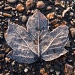 Frosty Leaf by mattjcuk