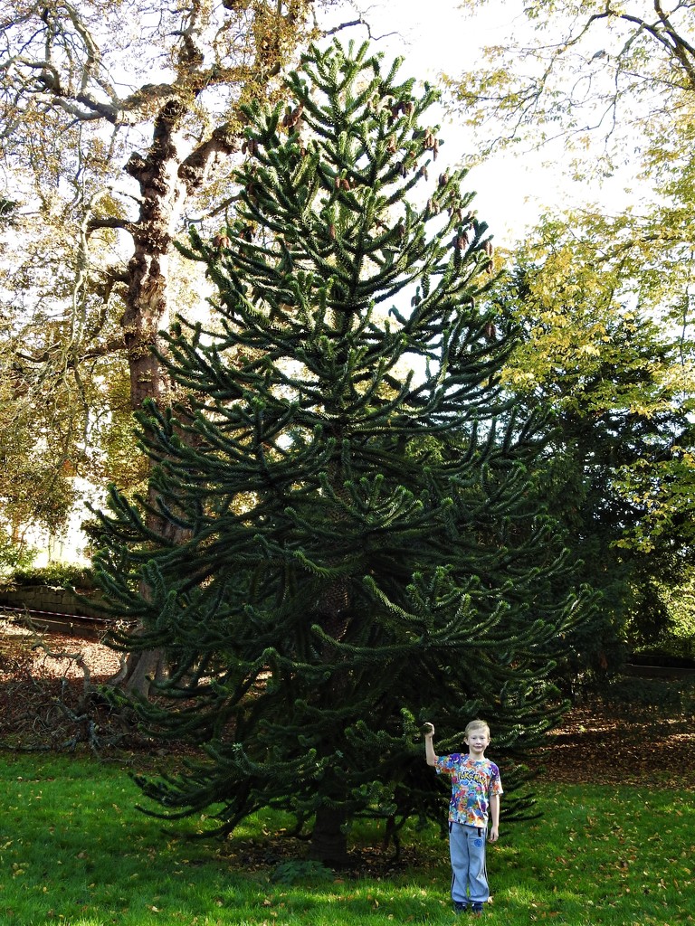  Tall Tree, Small Boy  by susiemc