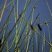   Reeds By The Lakeside ~  by happysnaps