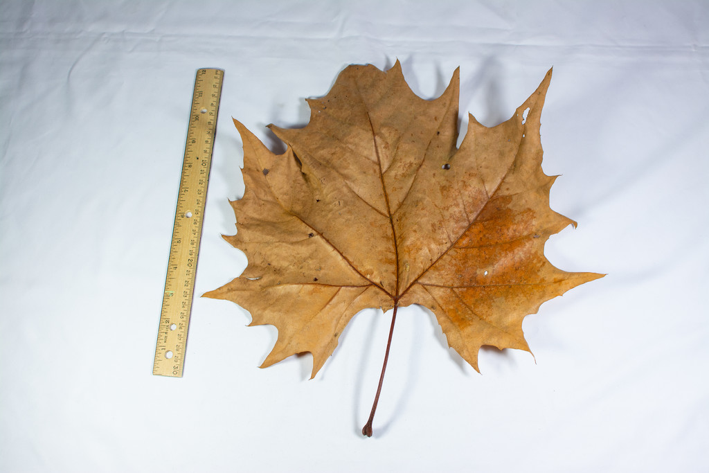 Biggest leaf ever... by thewatersphotos