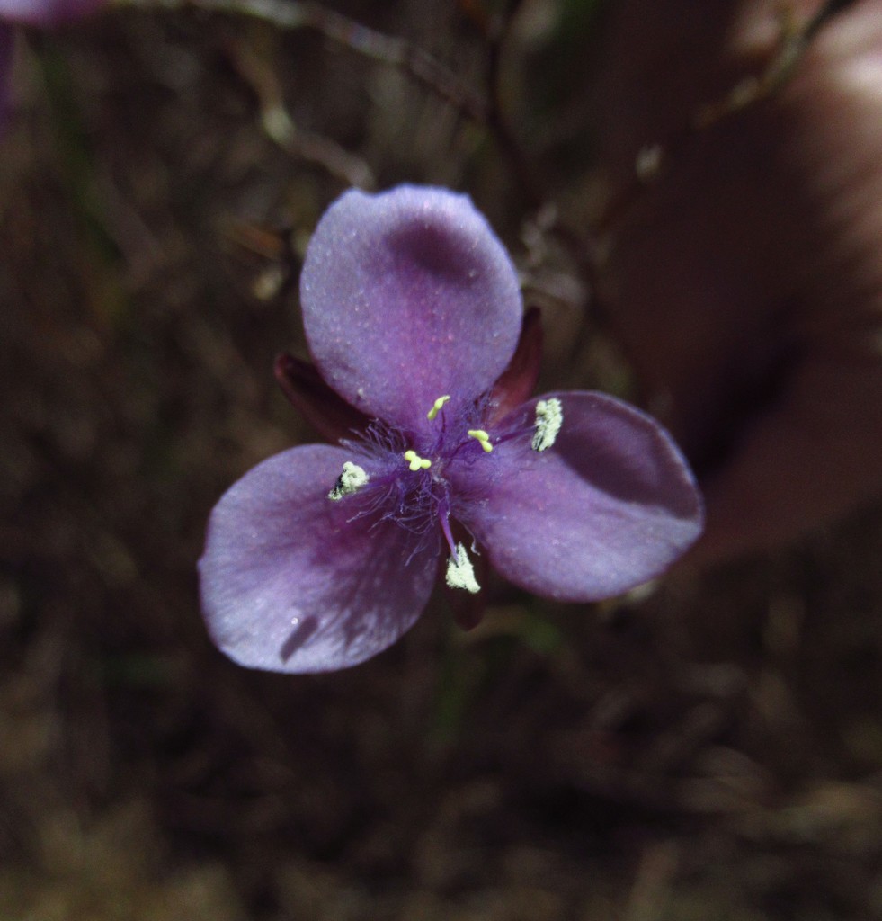 Cute native flower - but an ugly name... by thedarkroom