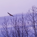 Red-tailed hawk flying by winter trees by rminer