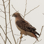 24th Nov 2019 - Red-tailed hawk in a tree