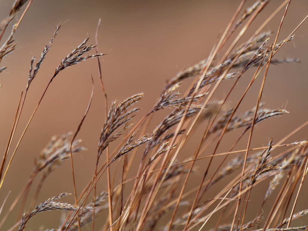 grasses by rminer