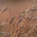 grasses by rminer