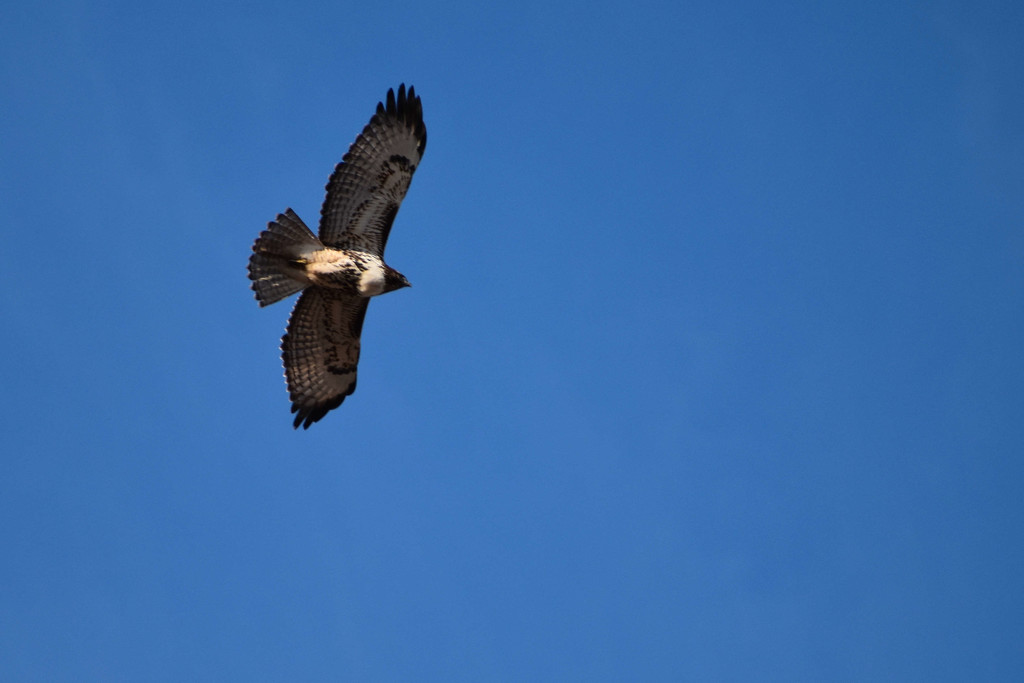 Hawk Overhead by bjywamer