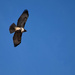Hawk Overhead by bjywamer