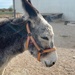 Pepe the donkey by monicac