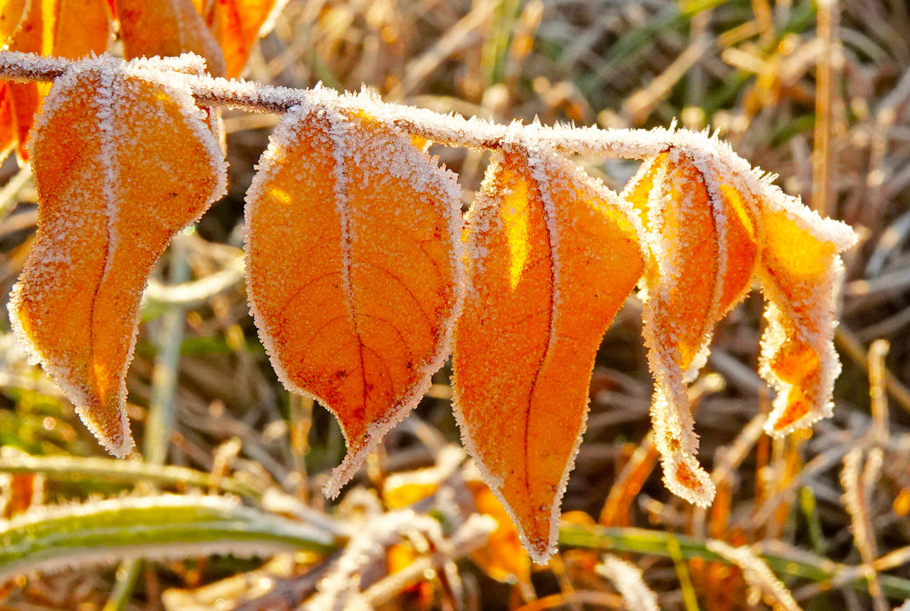 Outlined in Frost by milaniet