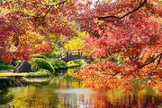10th Nov 2019 - Japanese Gardens