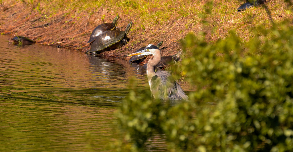 Turtles and Blue Heron! by rickster549