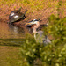 Turtles and Blue Heron! by rickster549