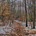 November woods by edorreandresen
