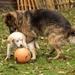 It's MY ball by shepherdmanswife