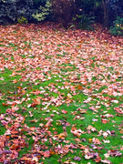 24th Nov 2019 - Autumn leaves