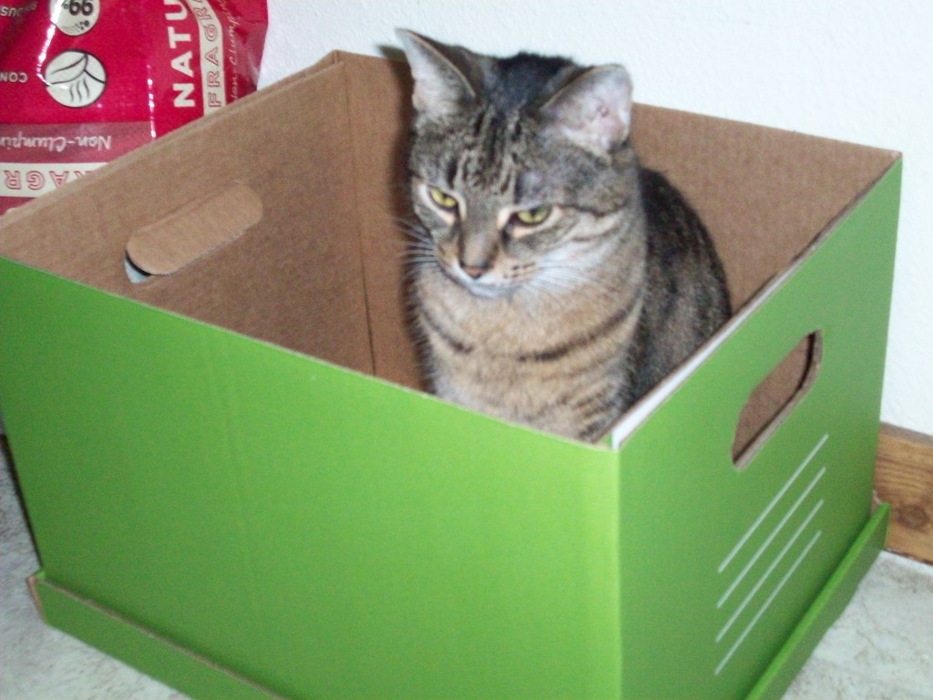 she really loves boxes by stillmoments33