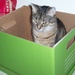 she really loves boxes by stillmoments33