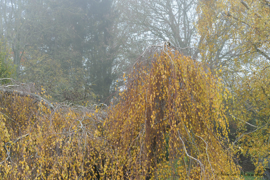 misty morning by parisouailleurs