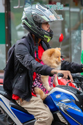 25th Nov 2019 - Dog on Motor Cycle