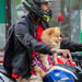 Dog on Motor Cycle by lumpiniman