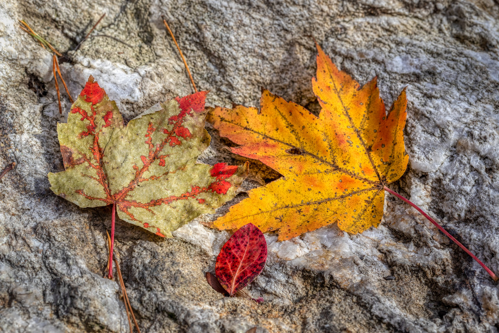Fall Leaf Trio by kvphoto