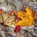 Fall Leaf Trio by kvphoto