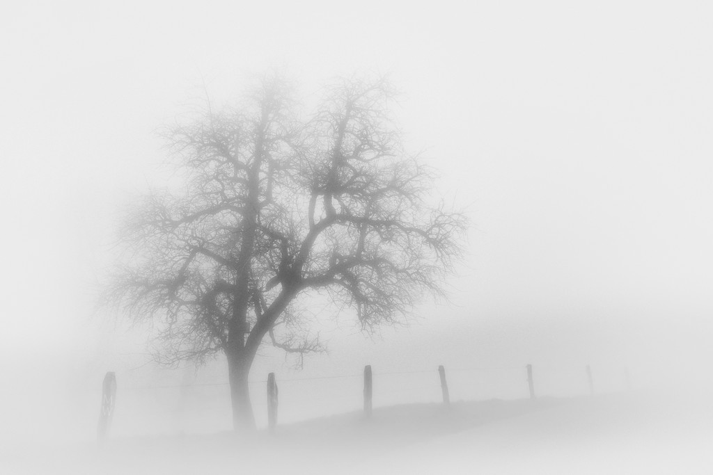 2019-11-25 fog,... by mona65