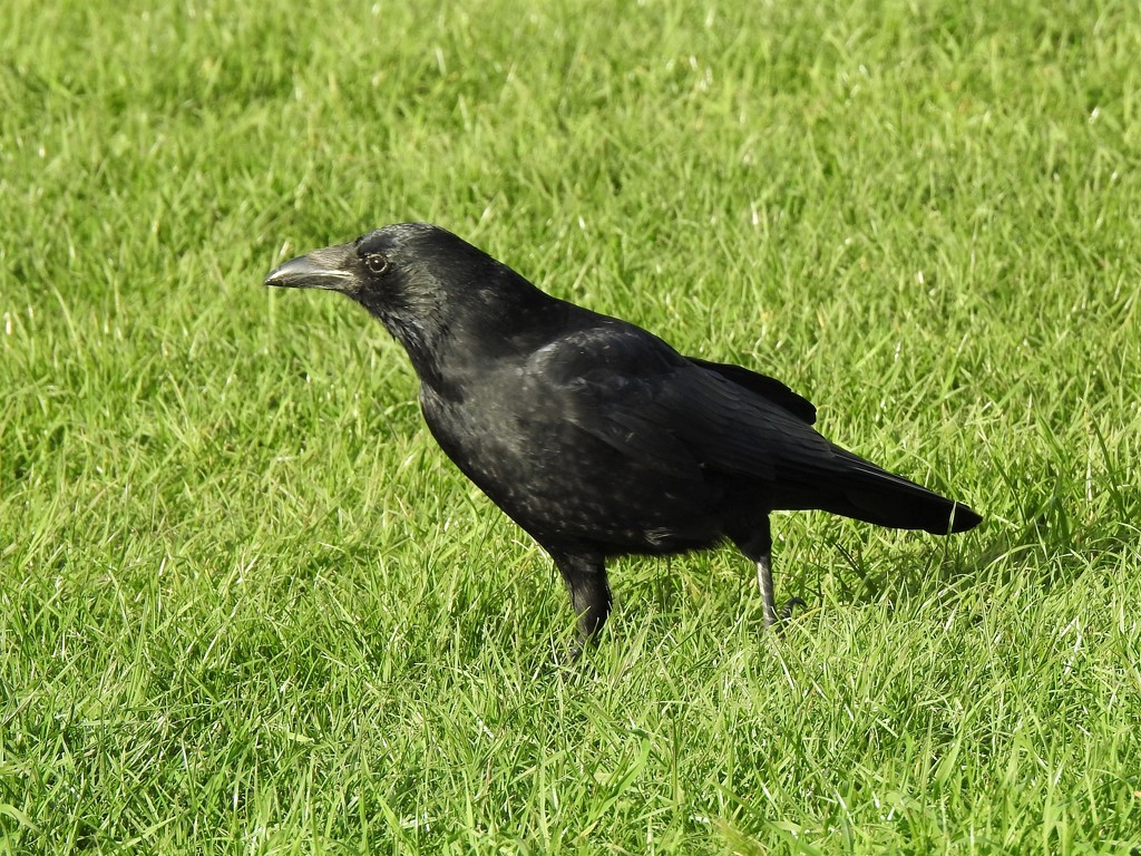 Crow by susiemc