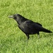 Crow by susiemc
