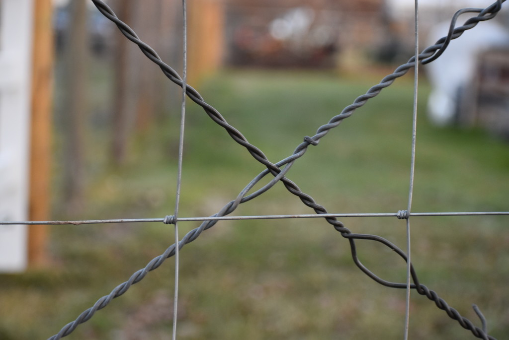 Backyard Fencing Wire by bjywamer
