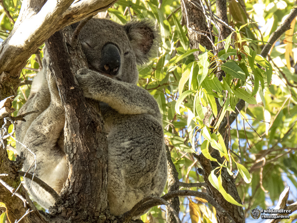 sleepy land by koalagardens
